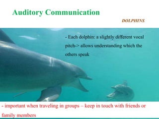 - important when traveling in groups – keep in touch with friends or
family members
- Each dolphin: a slightly different vocal
pitch-> allows understanding which the
others speak
Auditory Communication
DOLPHINS
 