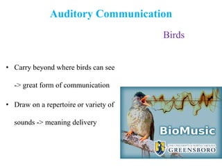 Auditory Communication
• Carry beyond where birds can see
-> great form of communication
• Draw on a repertoire or variety of
sounds -> meaning delivery
Birds
 