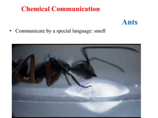 Ants
• Communicate by a special language: smell
Chemical Communication
 