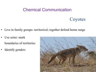 Coyotes
• Use urine: mark
boundaries of territories
• Identify genders
Chemical Communication
• Live in family groups- territorical; together defend home range
 