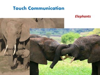Carefulness: wrap
trunks
Touch Communication
Elephants
Entwine trunks:
show affection
 
