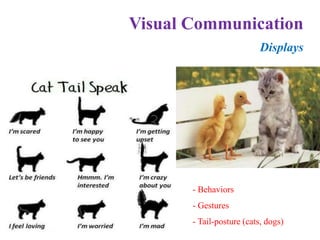 Displays
- Behaviors
- Gestures
- Tail-posture (cats, dogs)
Visual Communication
 