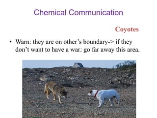Animal Communication