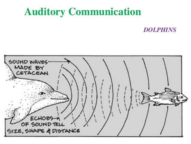 Animal Communication Animal Communication