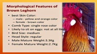 layer breeds in chicken | PPTX