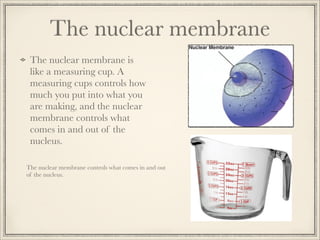 The nuclear membrane
The nuclear membrane is
like a measuring cup. A
measuring cups controls how
much you put into what you
are making, and the nuclear
membrane controls what
comes in and out of the
nucleus.
The nuclear membrane controls what comes in and out
of the nucleus.

 