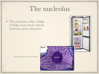 The nucleolus
The nucleolus is like a fridge.
A fridge stores food, and the
nucleolus stores ribosomes.

The nucleolus stores ribosomes.

 