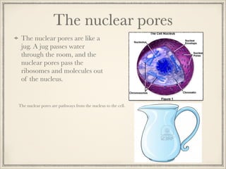The nuclear pores
The nuclear pores are like a
jug. A jug passes water
through the room, and the
nuclear pores pass the
ribosomes and molecules out
of the nucleus.

The nuclear pores are pathways from the nucleus to the cell.

 