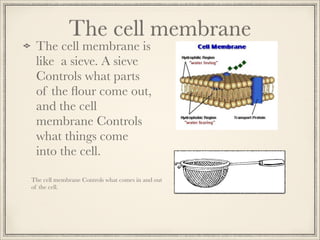 The cell membrane

The cell membrane is
like a sieve. A sieve
Controls what parts
of the ﬂour come out,
and the cell
membrane Controls
what things come
into the cell.

The cell membrane Controls what comes in and out
of the cell.

 