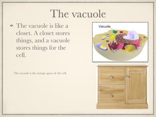 The vacuole
The vacuole is like a
closet. A closet stores
things, and a vacuole
stores things for the
cell.
The vacuole is the storage space of the cell.

 