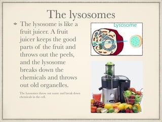 The lysosomes

The lysosome is like a
fruit juicer. A fruit
juicer keeps the good
parts of the fruit and
throws out the peels,
and the lysosome
breaks down the
chemicals and throws
out old organelles.

The lysosomes throw out waste and break down
chemicals in the cell.

 