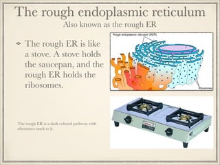 The rough endoplasmic reticulum
Also known as the rough ER

The rough ER is like
a stove. A stove holds
the saucepan, and the
rough ER holds the
ribosomes.

The rough ER is a dark colored pathway with
ribosomes stuck to it.

 