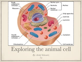 Exploring the animal cell
By: Avital Schwartz
7w

 