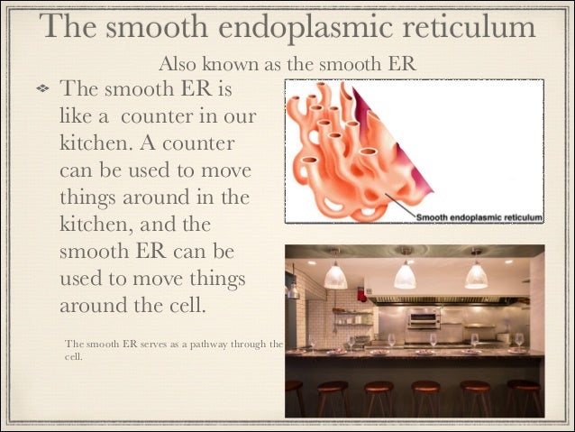 endoplasmic reticulum analogy