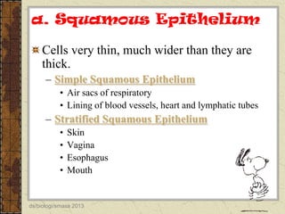 a. Squamous Epithelium
Cells very thin, much wider than they are
thick.
– Simple Squamous Epithelium
• Air sacs of respiratory
• Lining of blood vessels, heart and lymphatic tubes

– Stratified Squamous Epithelium
•
•
•
•

Skin
Vagina
Esophagus
Mouth

ds/biologi/smasa 2013

 