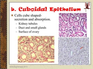 b. Cuboidal Epithelium
Cells cube shapedsecretion and absorption.
– Kidney tubules
– Duct and small glands
– Surface of ovary

ds/biologi/smasa 2013

 