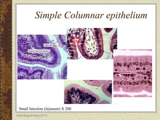 Simple Columnar epithelium

Small Intestine (Jejunum) X 200
ds/biologi/smasa 2013

 
