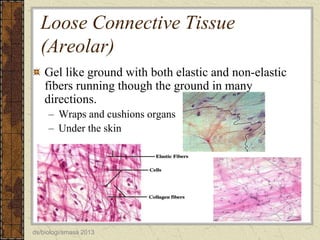 Loose Connective Tissue
(Areolar)
Gel like ground with both elastic and non-elastic
fibers running though the ground in many
directions.
– Wraps and cushions organs
– Under the skin

ds/biologi/smasa 2013

 