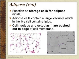 Adipose (Fat)
Function as storage cells for adipose
(lipids)
Adipose cells contain a large vacuole which
in the live cell contains lipids.
Cell nucleus and cytoplasm are pushed
out to edge of cell membrane.

ds/biologi/smasa 2013

 