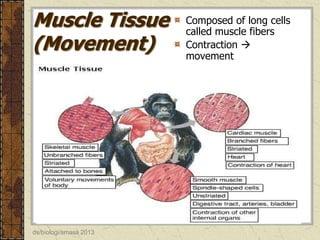 Muscle Tissue
(Movement)

ds/biologi/smasa 2013

Composed of long cells
called muscle fibers
Contraction 
movement

 