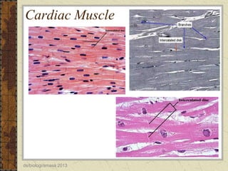 Cardiac Muscle

ds/biologi/smasa 2013

 