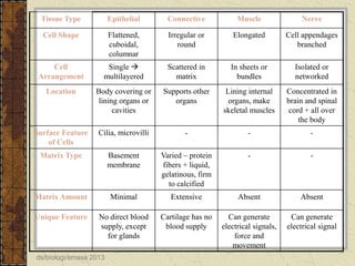 Tissue Type

Epithelial

Connective

Muscle

Nerve

Cell Shape

Flattened,
cuboidal,
columnar

Irregular or
round

Elongated

Cell appendages
branched

Cell
Arrangement

Single 
multilayered

Scattered in
matrix

In sheets or
bundles

Isolated or
networked

Location

Body covering or
lining organs or
cavities

Supports other
organs

Lining internal
organs, make
skeletal muscles

Concentrated in
brain and spinal
cord + all over
the body

Surface Feature
of Cells

Cilia, microvilli

-

-

-

Matrix Type

Basement
membrane

Varied – protein
fibers + liquid,
gelatinous, firm
to calcified

-

-

Matrix Amount

Minimal

Extensive

Absent

Absent

Unique Feature

No direct blood
supply, except
for glands

Cartilage has no
blood supply

Can generate
electrical signals,
force and
movement

Can generate
electrical signal

ds/biologi/smasa 2013

 