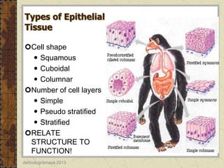 Types of Epithelial
Tissue
Cell shape
 Squamous
 Cuboidal
 Columnar
Number of cell layers
 Simple
 Pseudo stratified
 Stratified
RELATE
STRUCTURE TO
FUNCTION!
ds/biologi/smasa 2013

 