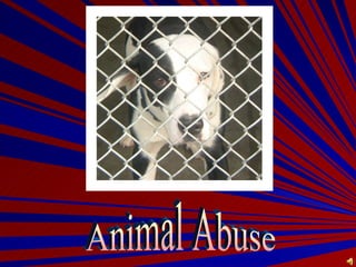 Animal Abuse 