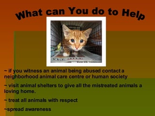 What can You do to Help ~ if you witness an animal being abused contact a neighborhood animal care centre or human society ~ visit animal shelters to give all the mistreated animals a loving home. ~ treat all animals with respect ~spread awareness 