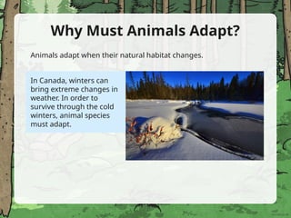 animal-adaptation-powerpoint_version_3.pptx