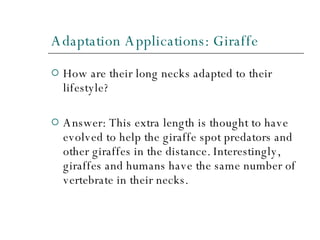 Adaptation Applications: Giraffe How are their long necks adapted to their lifestyle? Answer: This extra length is thought to have evolved to help the giraffe spot predators and other giraffes in the distance. Interestingly, giraffes and humans have the same number of vertebrate in their necks.  