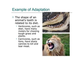 Example of Adaptation The shape of an animal’s teeth is related to its diet.  Herbivores, such as deer, have many molars for chewing tough grass and plants. Carnivores, such as lions, have sharp canines to kill and tear meat.  