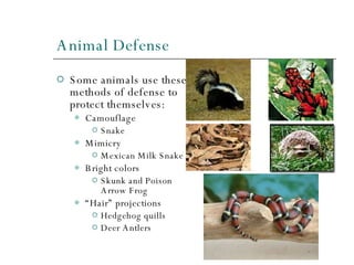 Animal Defense Some animals use these methods of defense to protect themselves: Camouflage Snake Mimicry Mexican Milk Snake Bright colors Skunk and Poison Arrow Frog “ Hair” projections Hedgehog quills Deer Antlers 