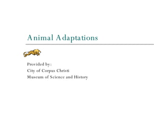 Animal Adaptations Provided by: City of Corpus Christi  Museum of Science and History 