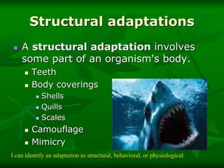 animal-adaptations-2.ppt