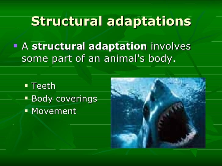 Animal Adaptations I