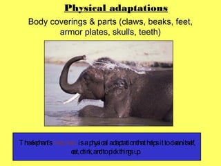 © A. Weinberg
Body coverings & parts (claws, beaks, feet,
armor plates, skulls, teeth)
Physical adaptations
Theelephant’strunk isaphysical adaptationthathelpsittocleanitself,
eat,drink,andtopickthingsup.
 