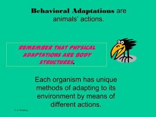 © A. Weinberg
Each organism has unique
methods of adapting to its
environment by means of
different actions.
Behavioral Adaptations are
animals’ actions.
Remember that Physical
Adaptations are body
structures.
 