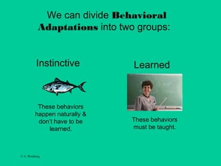 © A. Weinberg
We can divide Behavioral
Adaptations into two groups:
Instinctive Learned
These behaviors
happen naturally &
don’t have to be
learned.
These behaviors
must be taught.
 