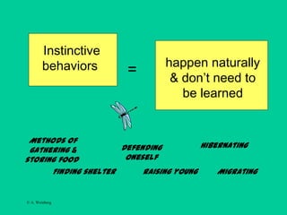 © A. Weinberg
Instinctive
behaviors happen naturally
& don’t need to
be learned
=
Finding shelter
Methods of
gathering &
storing food
Defending
oneself
Raising young
Hibernating
Migrating
 