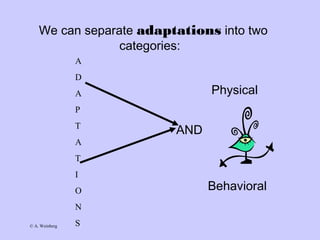 © A. Weinberg
We can separate adaptations into two
categories:
Physical
AND
Behavioral
A
D
A
P
T
A
T
I
O
N
S
 