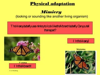 © A. Weinberg
Mimicry
(looking or sounding like another living organism)
TheViceroybutterflyusesmimicrytolookliketheMonarchbutterfly.Canyoutell
themapart?
P oisonous
Notpoisonous
Physical adaptation
I ’mtheMonarch!
I ’mtheViceroy!
 