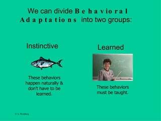 We can divide  Behavioral Adaptations  into two groups:  Instinctive  Learned  These behaviors happen naturally & don’t have to be learned. These behaviors must be taught. 