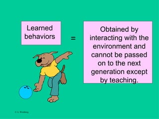 Learned behaviors Obtained by interacting with the environment and cannot be passed on to the next generation except by teaching. =   