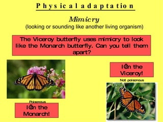 Mimicry (looking or sounding like another living organism) The Viceroy butterfly uses mimicry to look like the Monarch butterfly. Can you tell them apart? Poisonous Not poisonous Physical adaptation I’m the Monarch! I’m the Viceroy! 