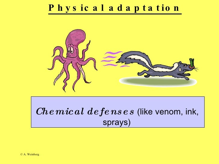 Animal adaptations Slide 10