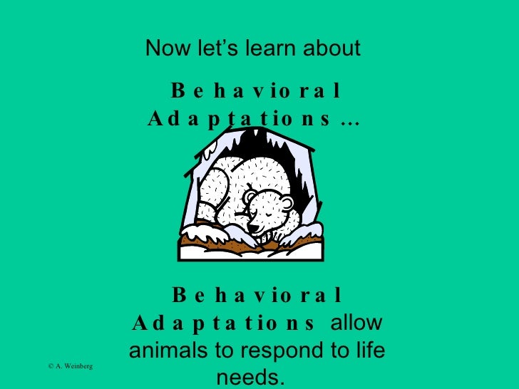 Animal adaptations Slide 12