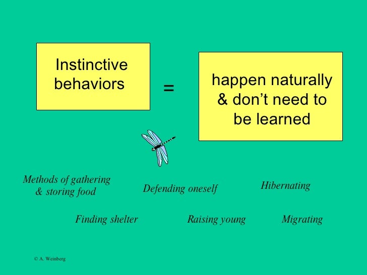 Animal adaptations Slide 15