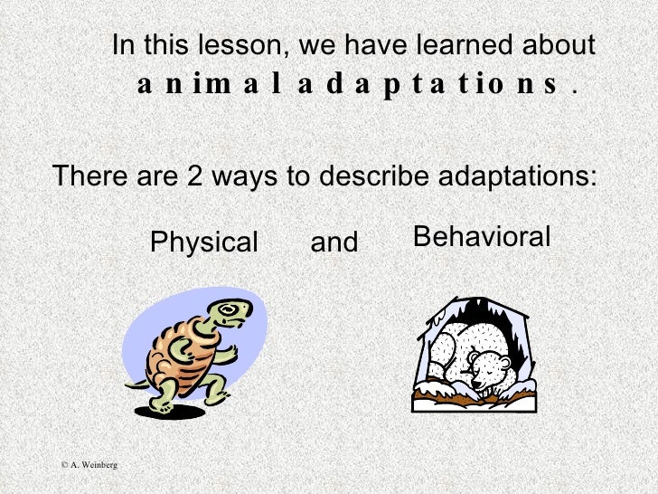 Animal adaptations Slide 17