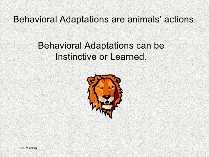 Animal adaptations Slide 19